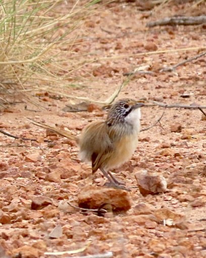 Opalton Grasswren - jane  cooksley