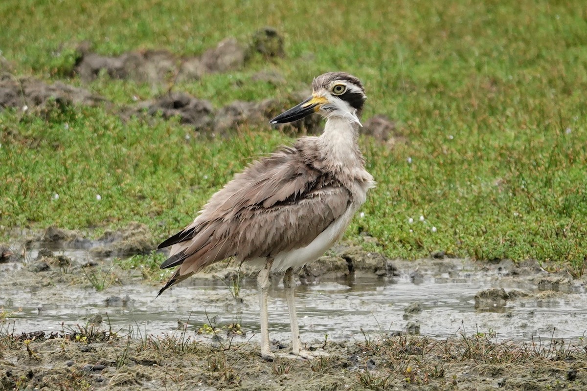 Great Thick-knee - Brecht Caers