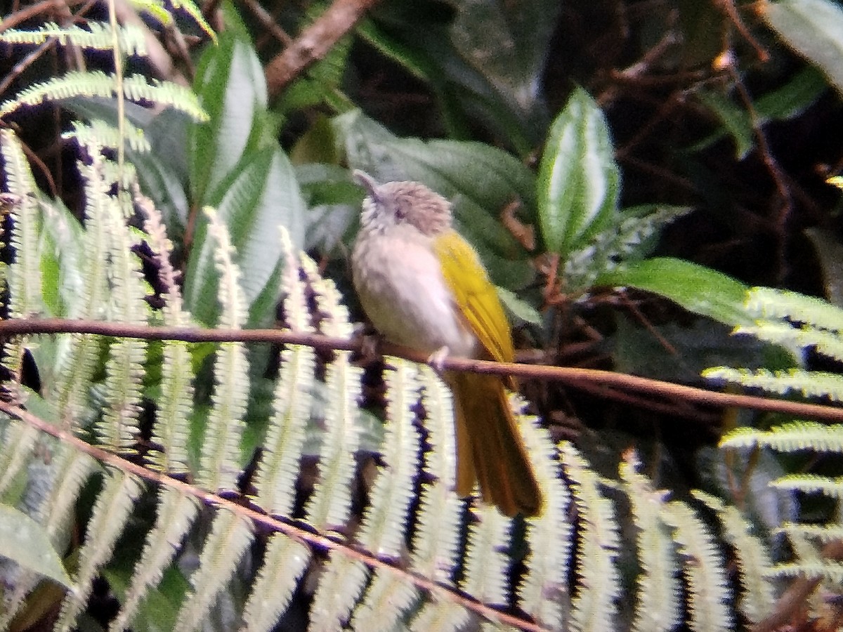 Mountain Bulbul - Lars Mannzen