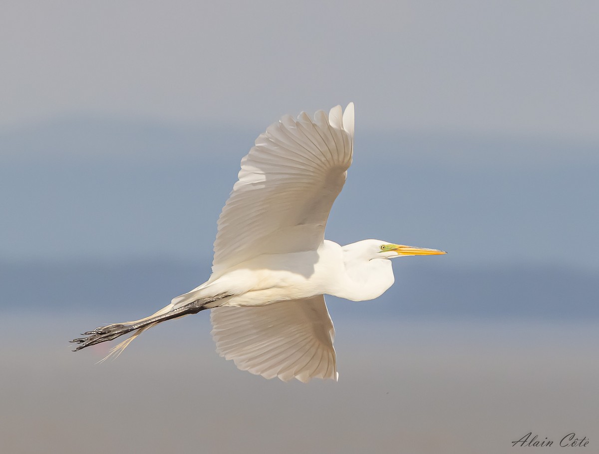 Great Egret - Alain Côté