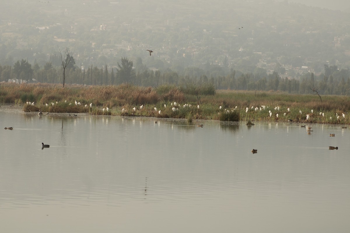 Western Cattle Egret - ML619434864