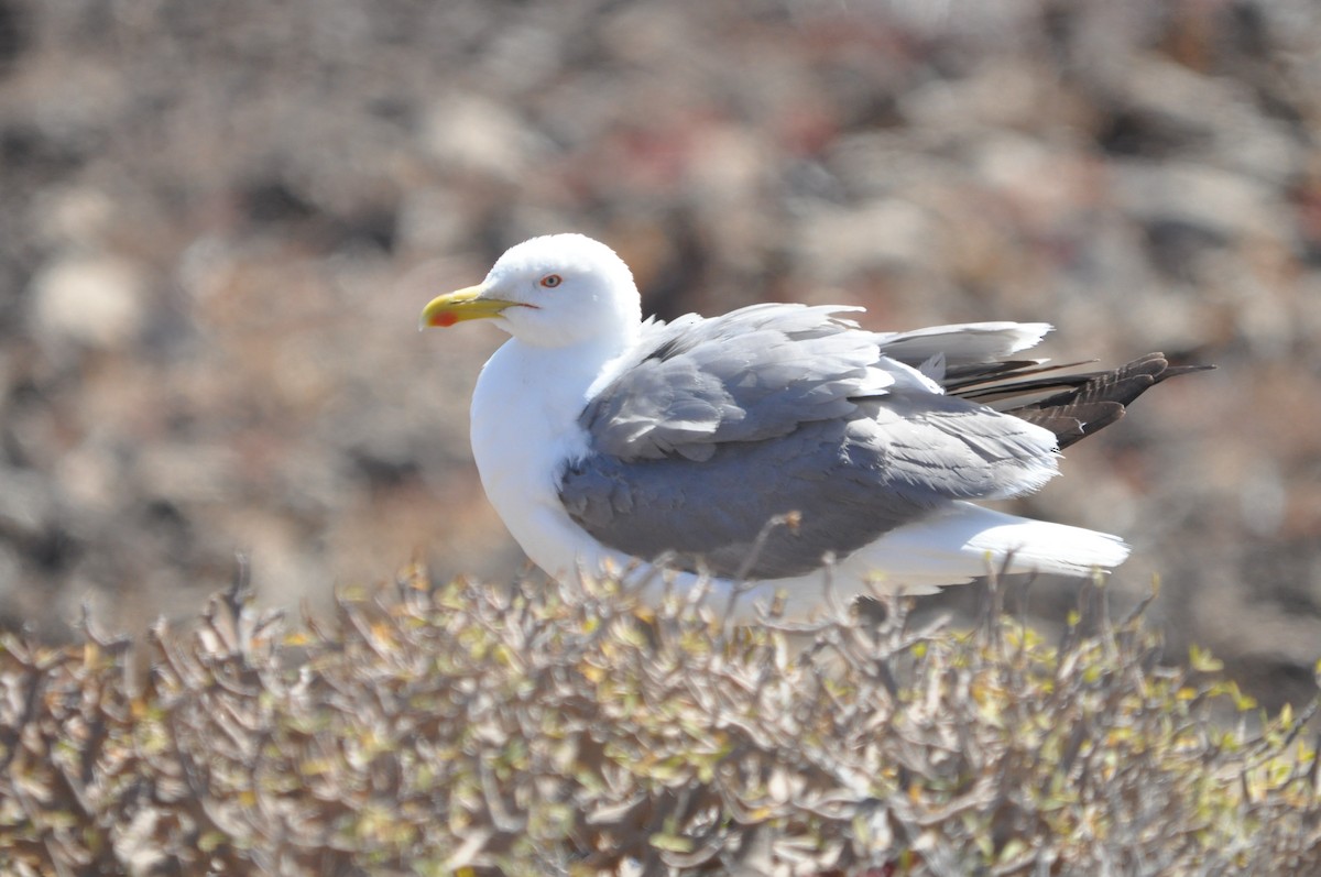 Yellow-legged Gull (atlantis) - Samuel Hilaire