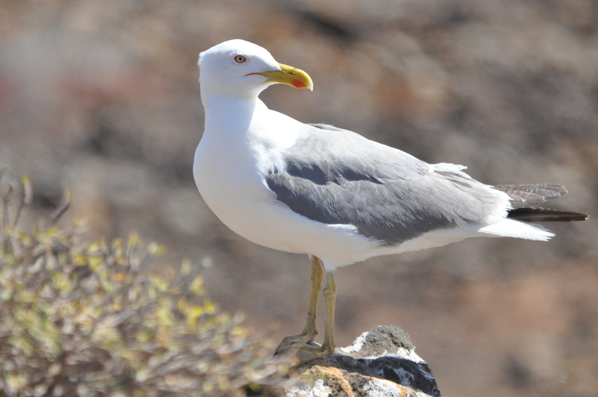 Yellow-legged Gull (atlantis) - Samuel Hilaire