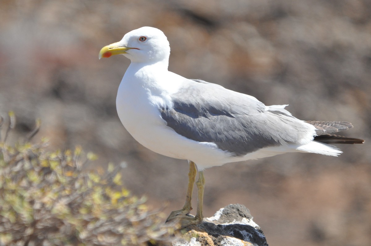 Gaviota Patiamarilla (atlantis) - ML619434869