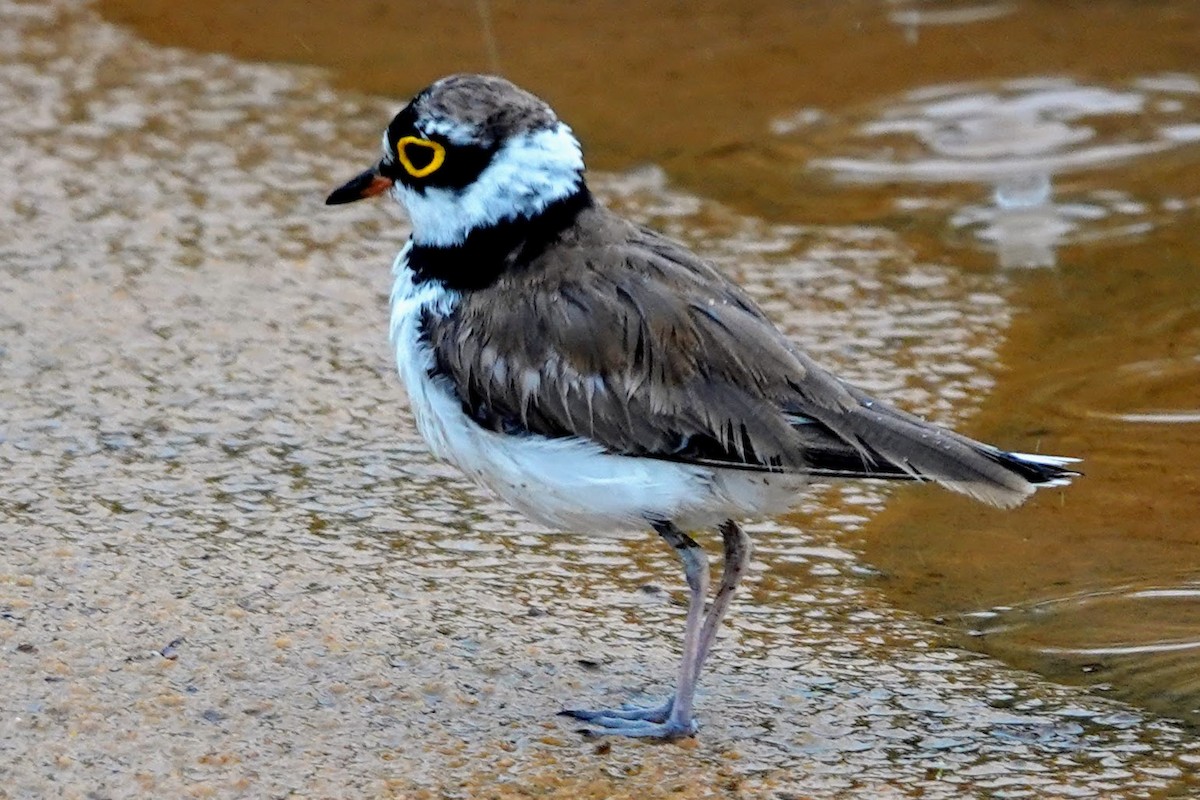 Little Ringed Plover - Brecht Caers