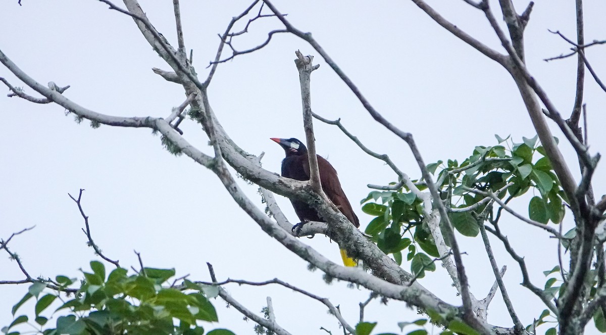 Montezuma Oropendola - Laura Voight