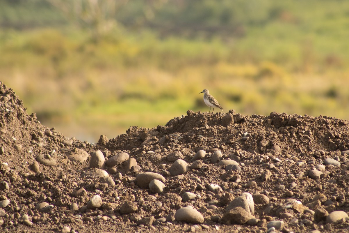 Least Sandpiper - Hanji Eduardo Alegría Ovando