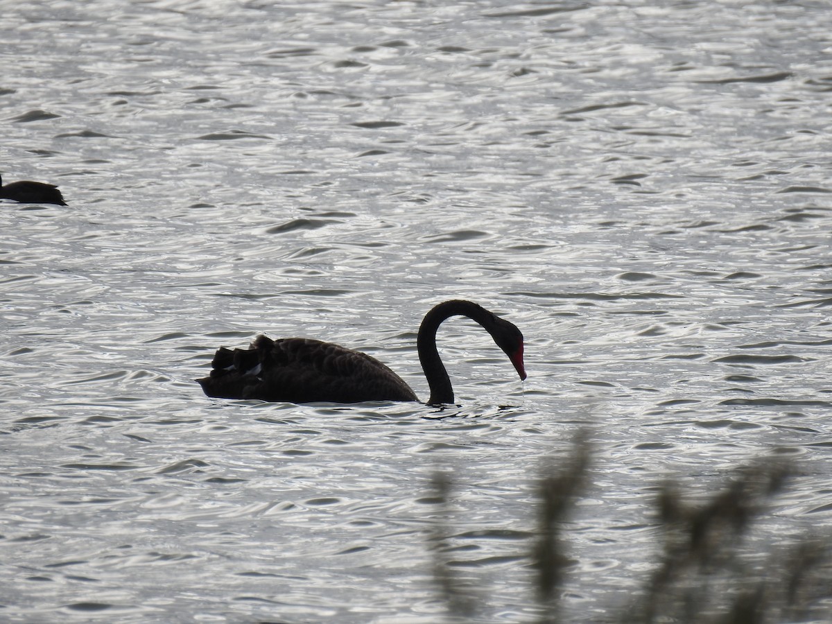 Black Swan - sharon dodd