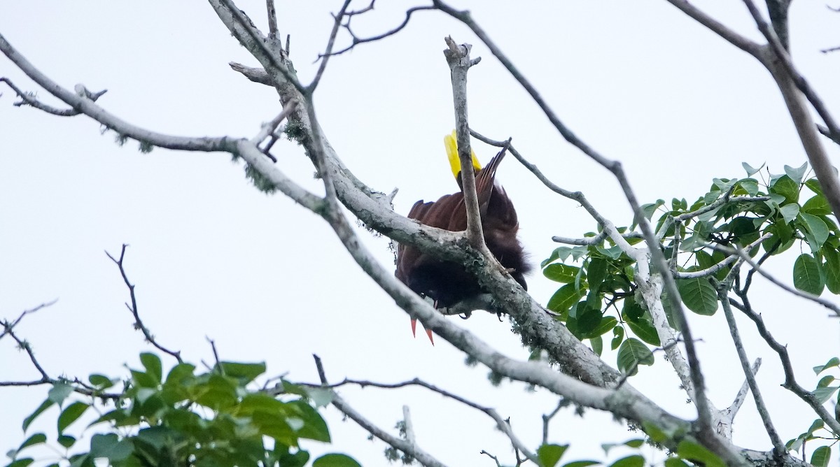 Montezuma Oropendola - Laura Voight