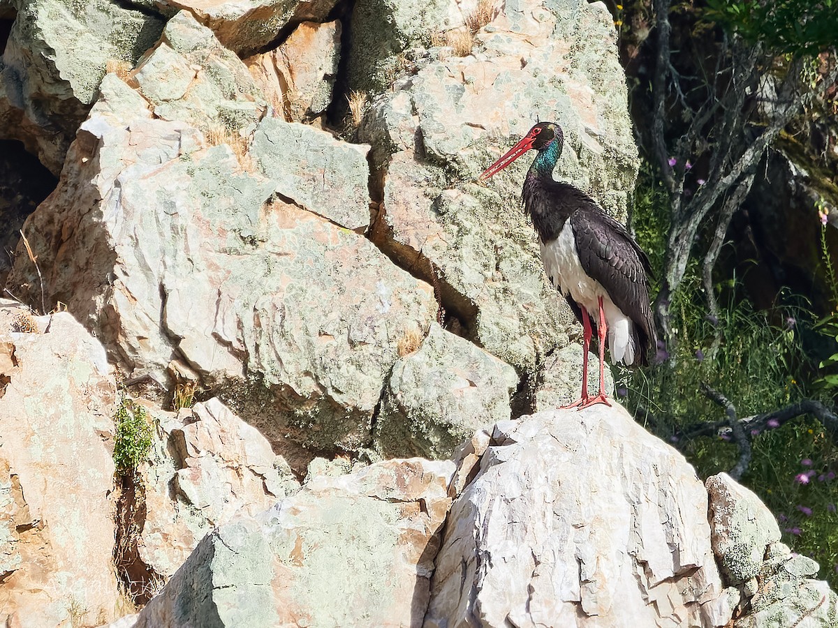 Black Stork - A. Galache