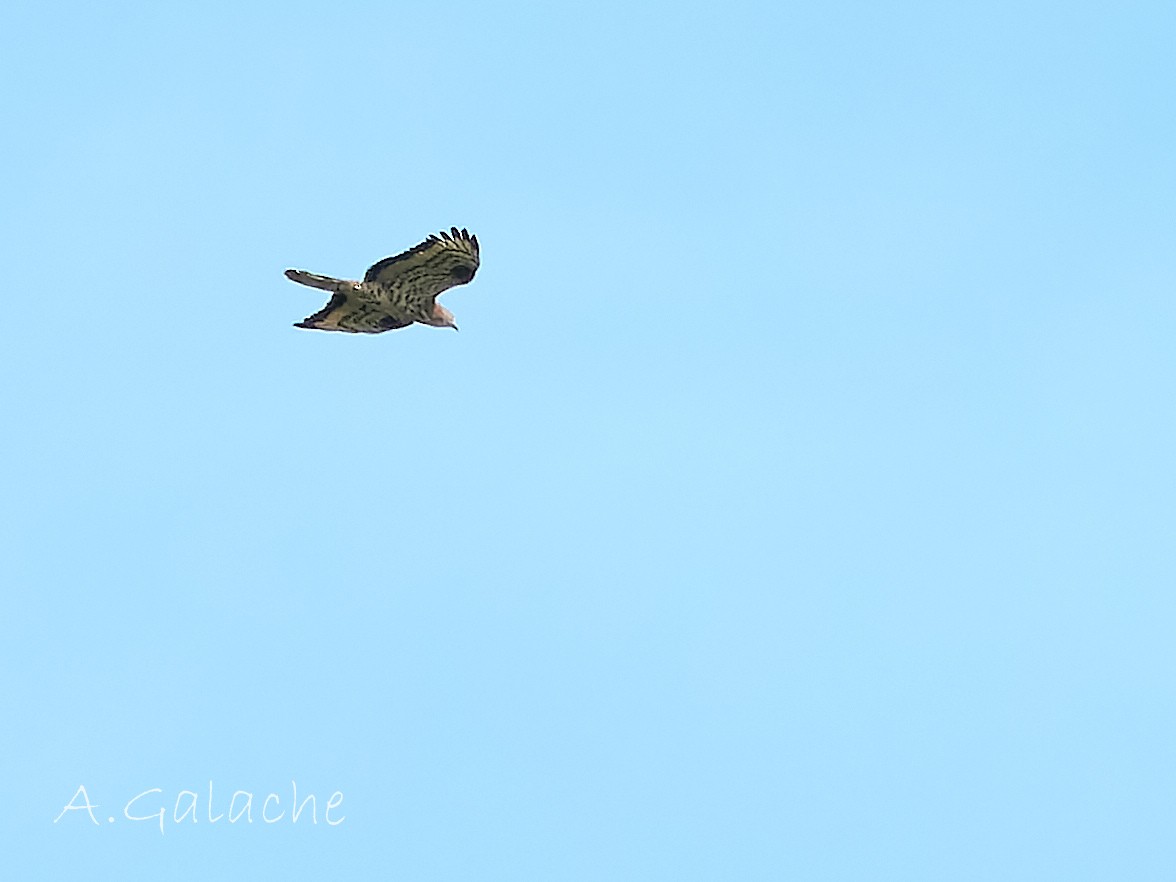 European Honey-buzzard - ML619434902