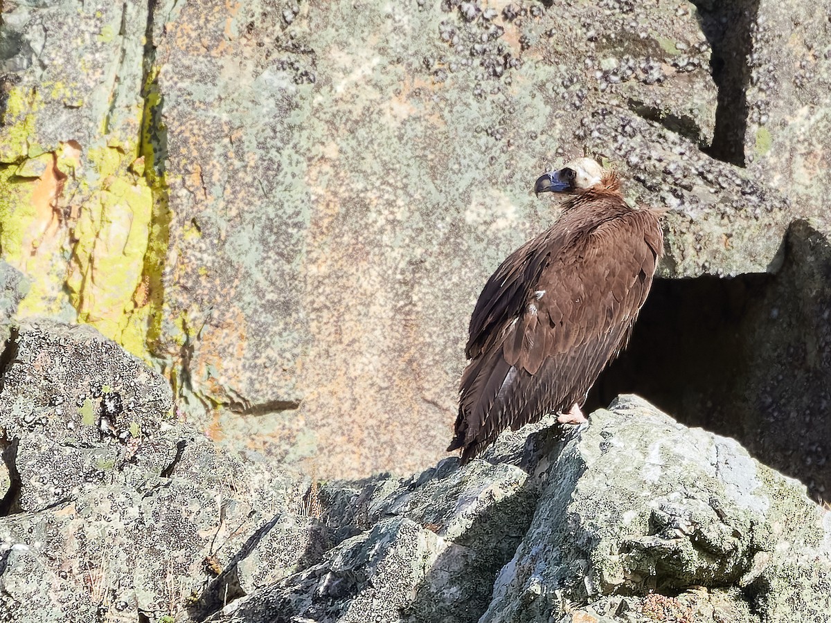 Cinereous Vulture - A. Galache