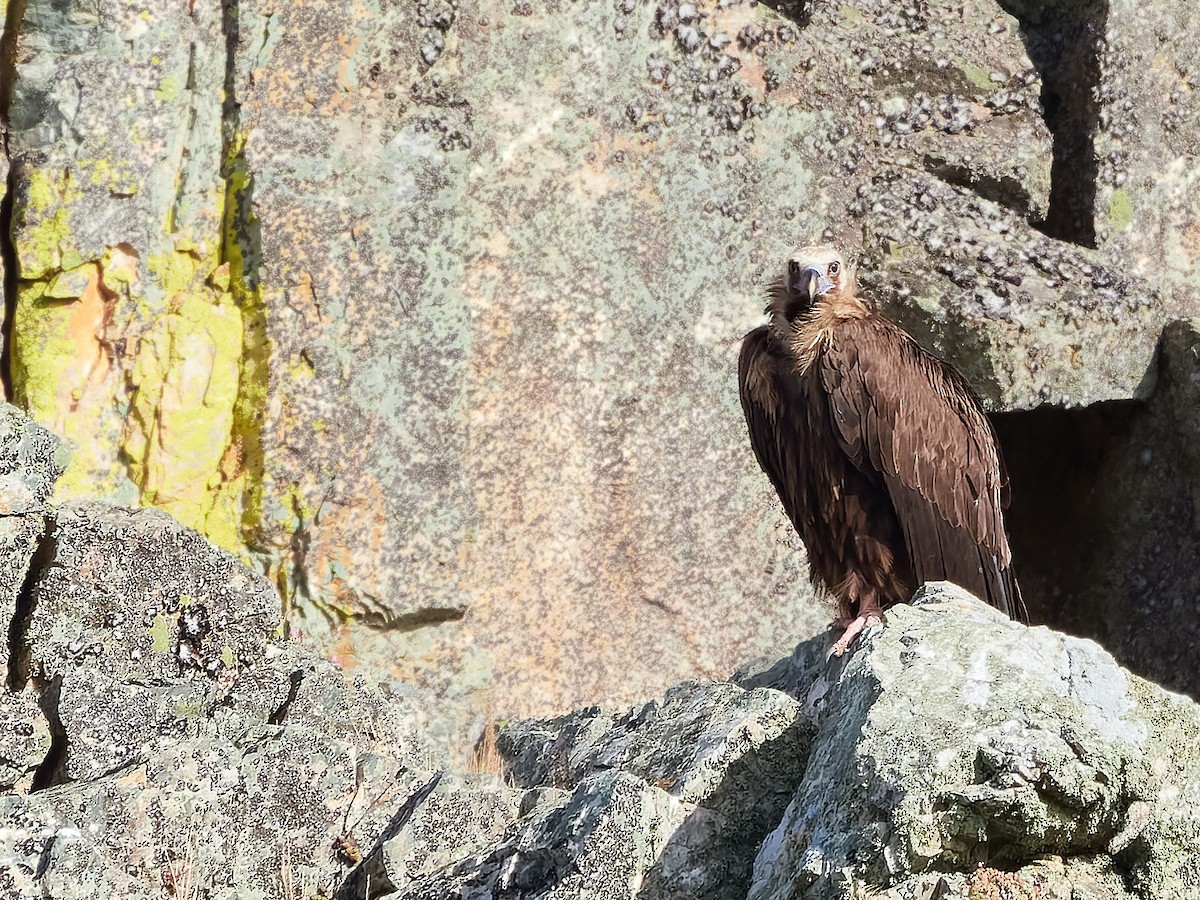 Cinereous Vulture - ML619434905