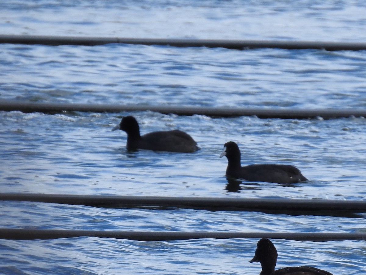 Eurasian Coot - sharon dodd