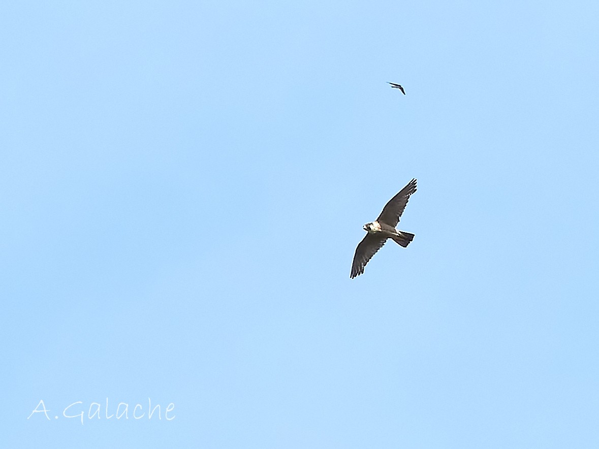 Peregrine Falcon - A. Galache