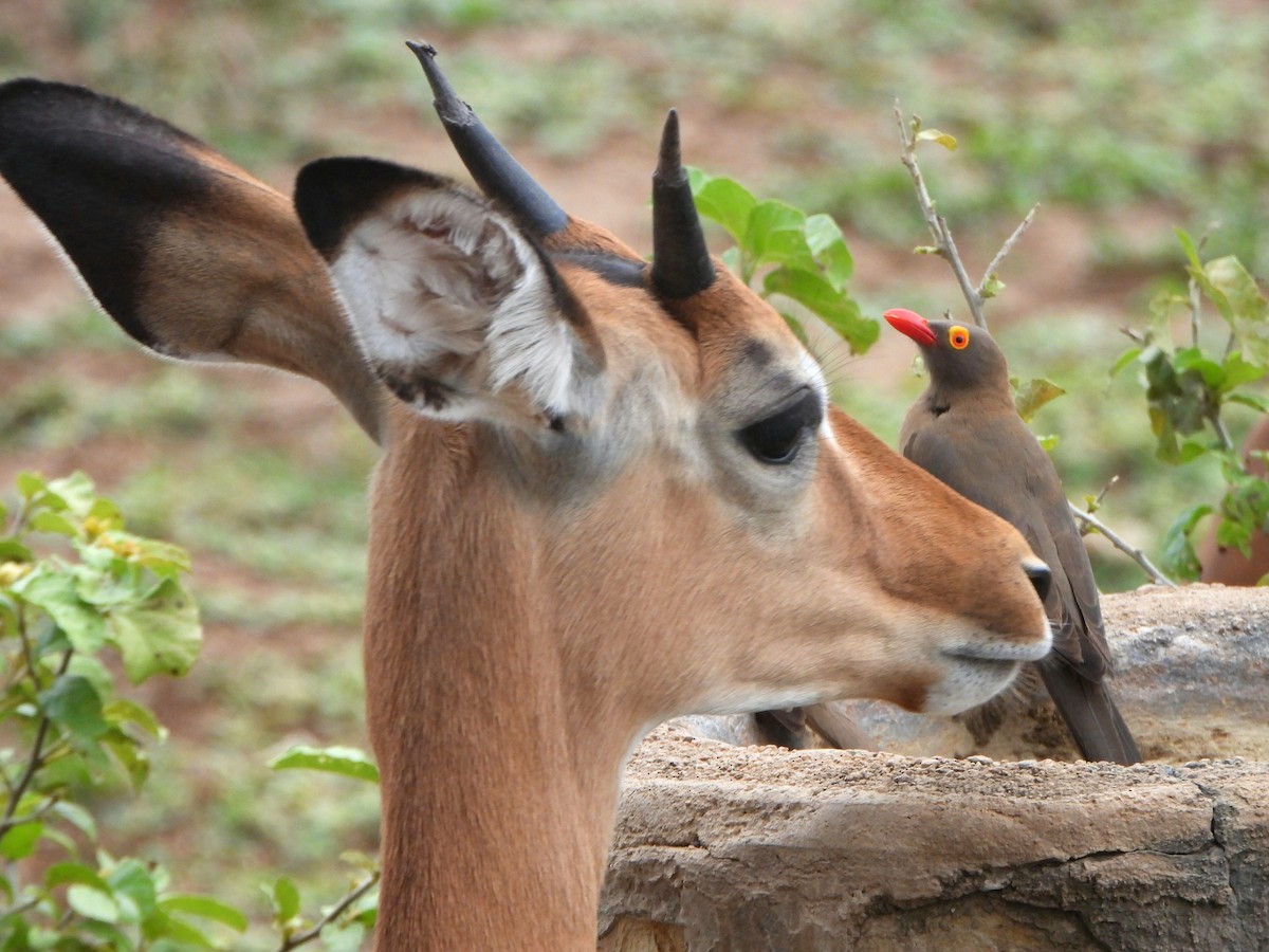 Red-billed Oxpecker - Doris  Schaule