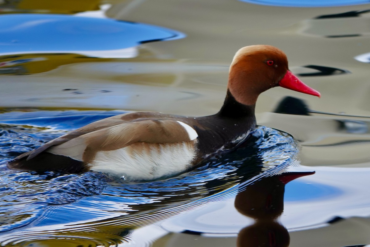 Red-crested Pochard - John Beckworth