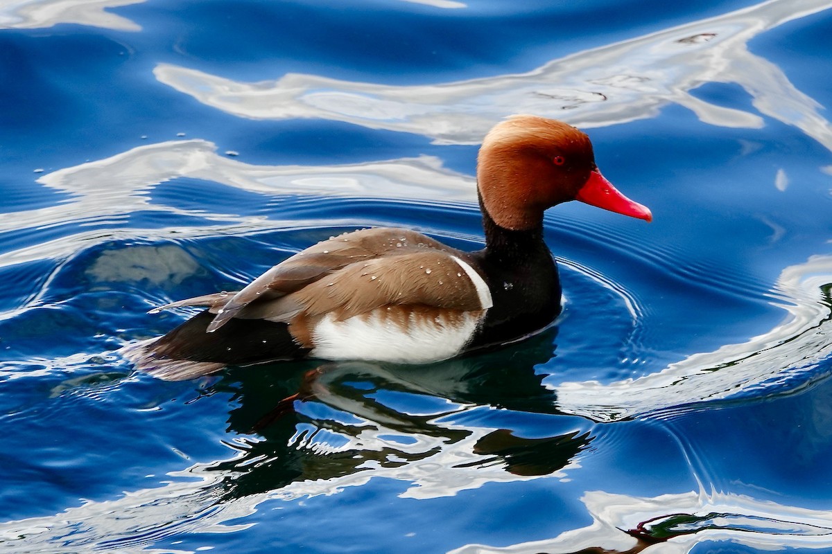 Red-crested Pochard - John Beckworth