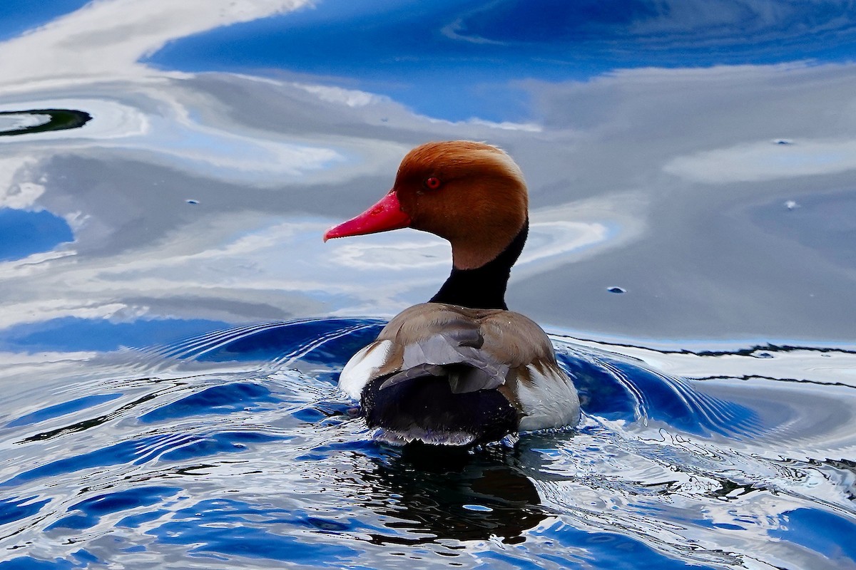 Red-crested Pochard - John Beckworth