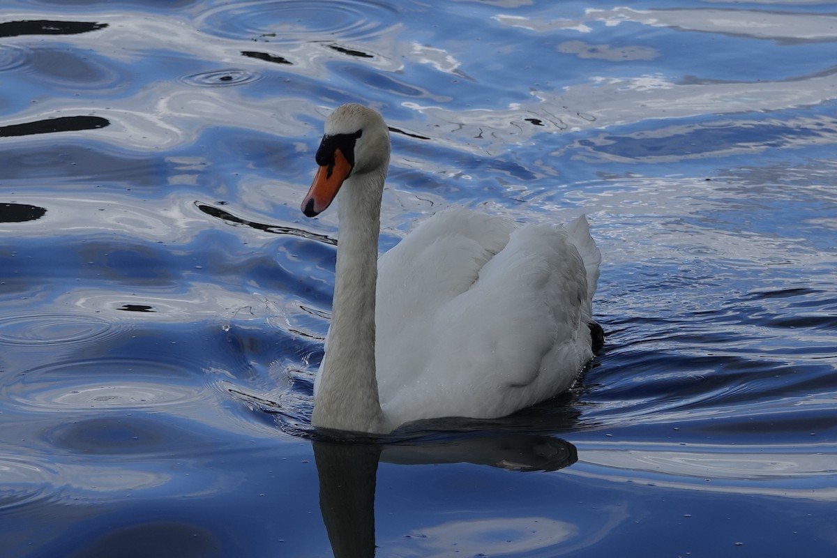 Cygne tuberculé - ML619434932