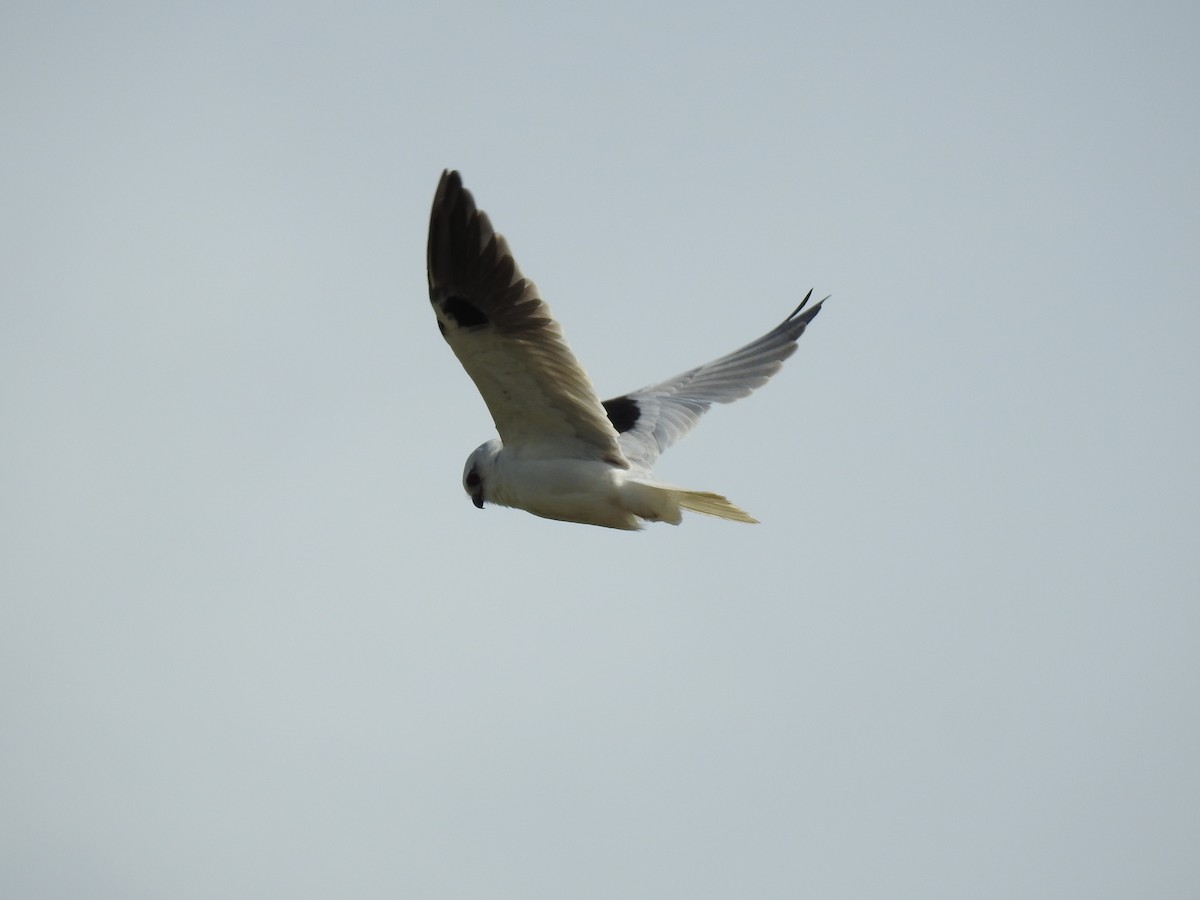Black-shouldered Kite - sharon dodd