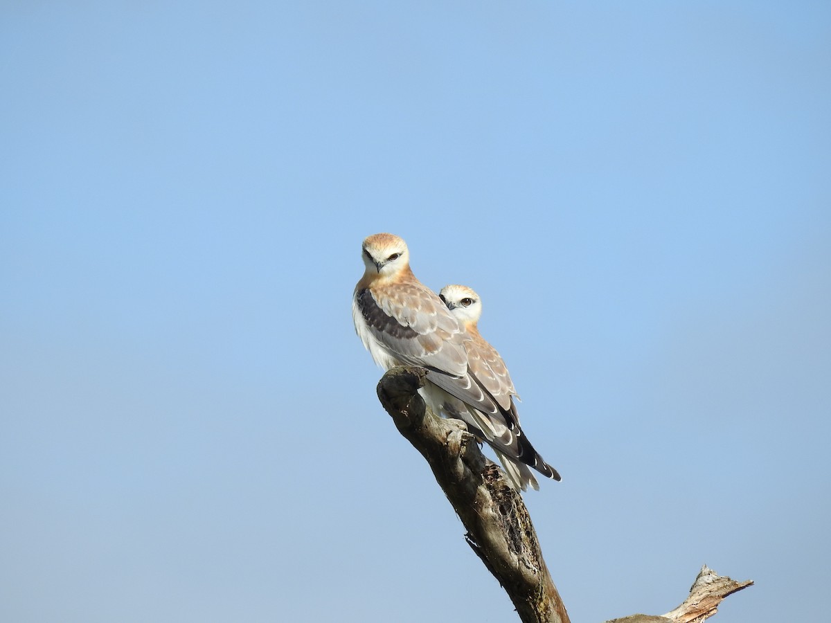 Black-shouldered Kite - sharon dodd