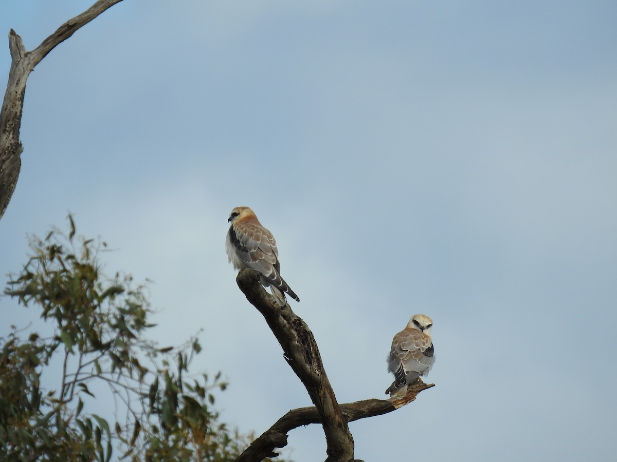 Black-shouldered Kite - sharon dodd