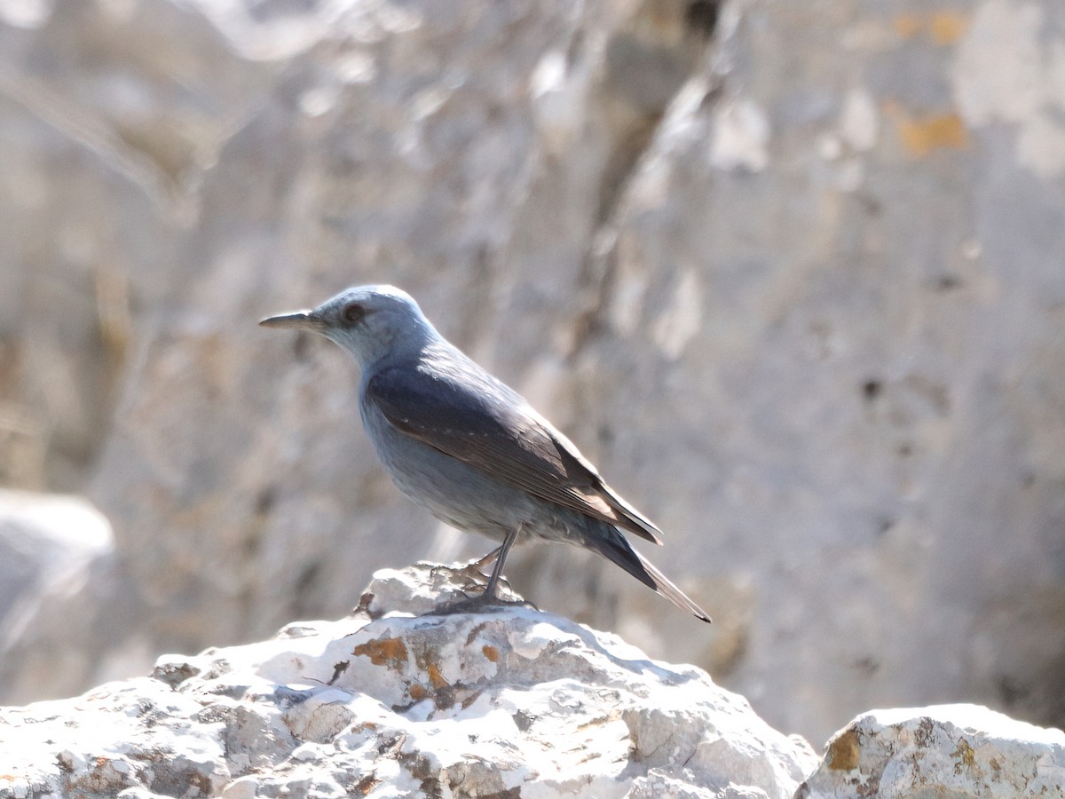 Blue Rock-Thrush - Andrew Pryce