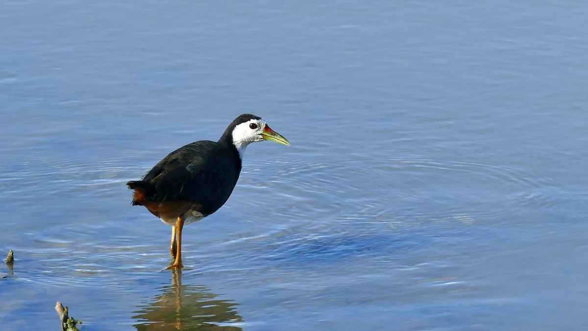 White-breasted Waterhen - ML619434953