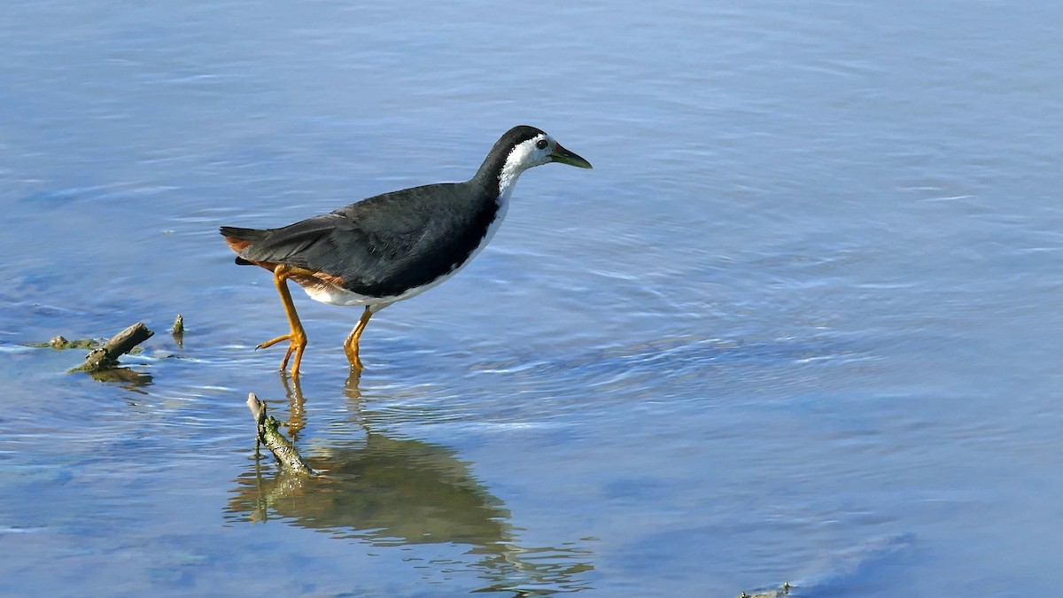 White-breasted Waterhen - ML619434954