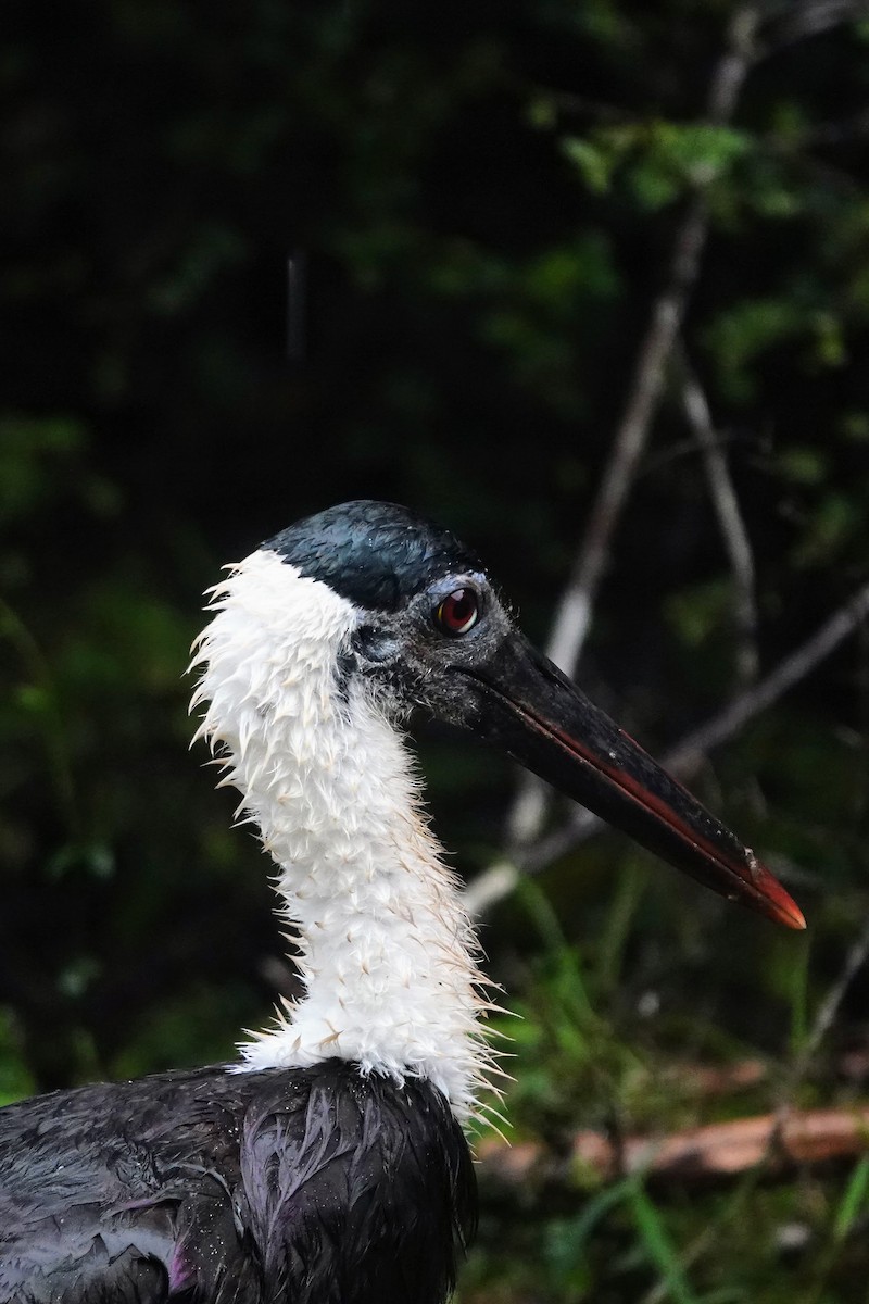 Asian Woolly-necked Stork - Brecht Caers