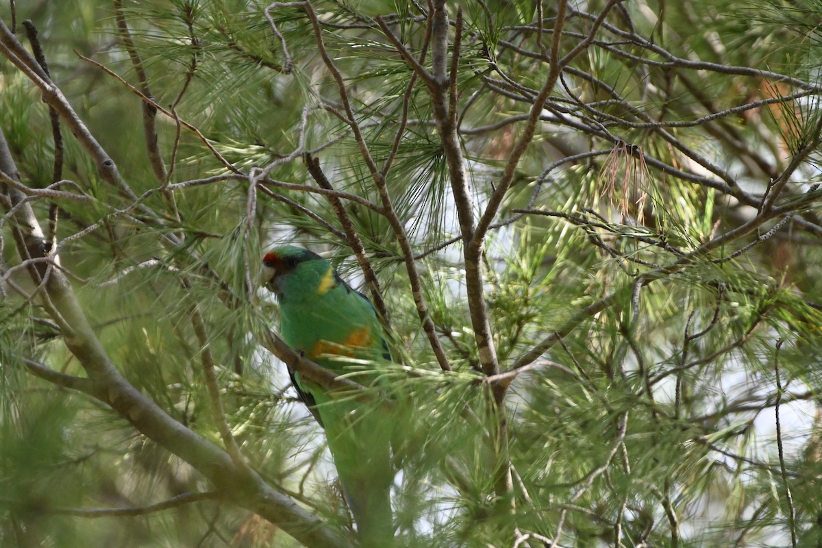 Perico de Port Lincoln - ML619434957