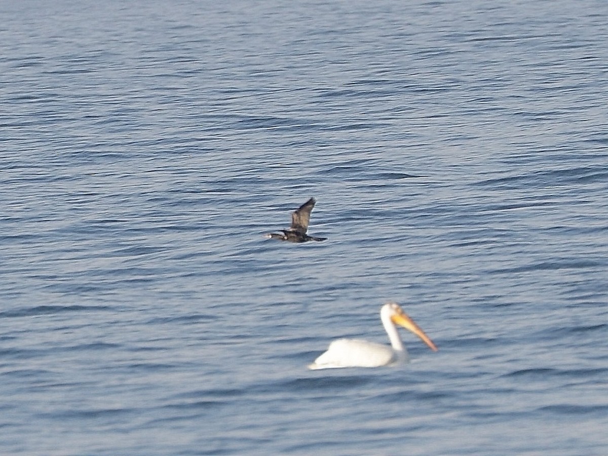 Cormorán Biguá - ML619434958