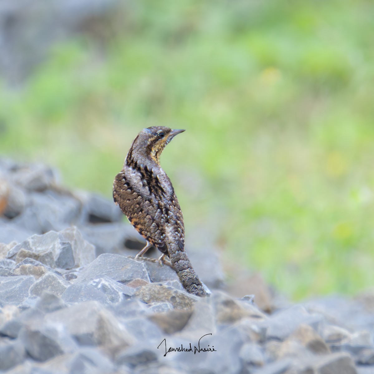 Eurasian Wryneck - Jamshed Nasiri