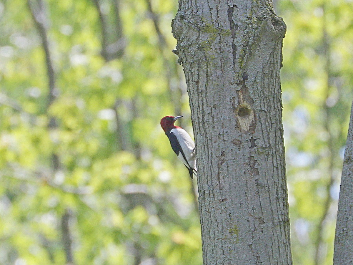 Red-headed Woodpecker - Mike Lee
