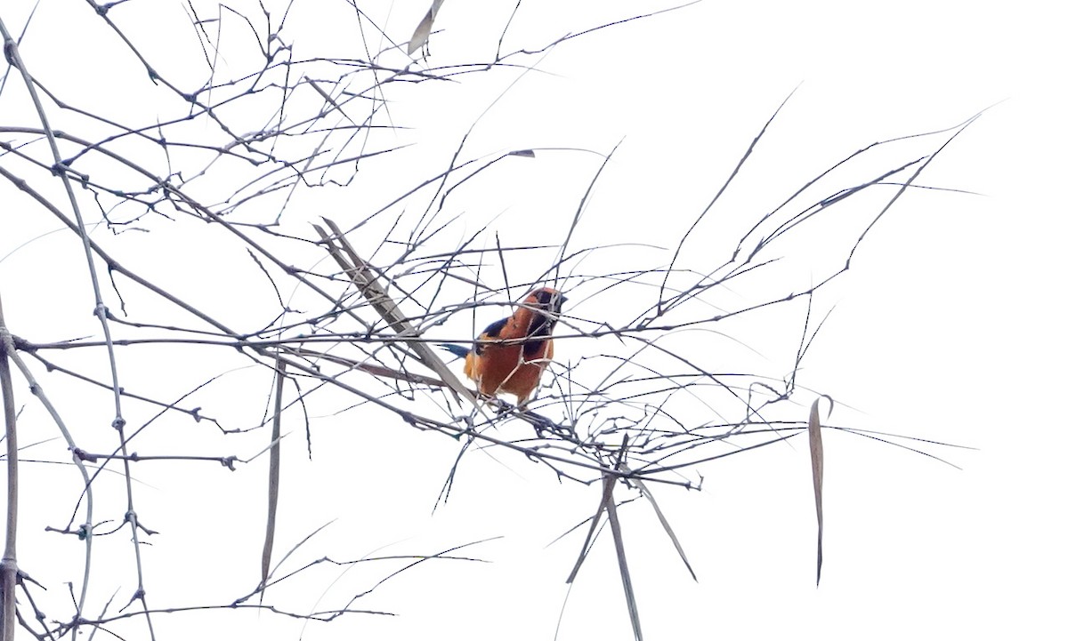 Altamira Oriole - Laura Voight