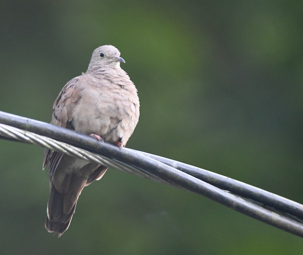 Ruddy Ground Dove - ML619434980