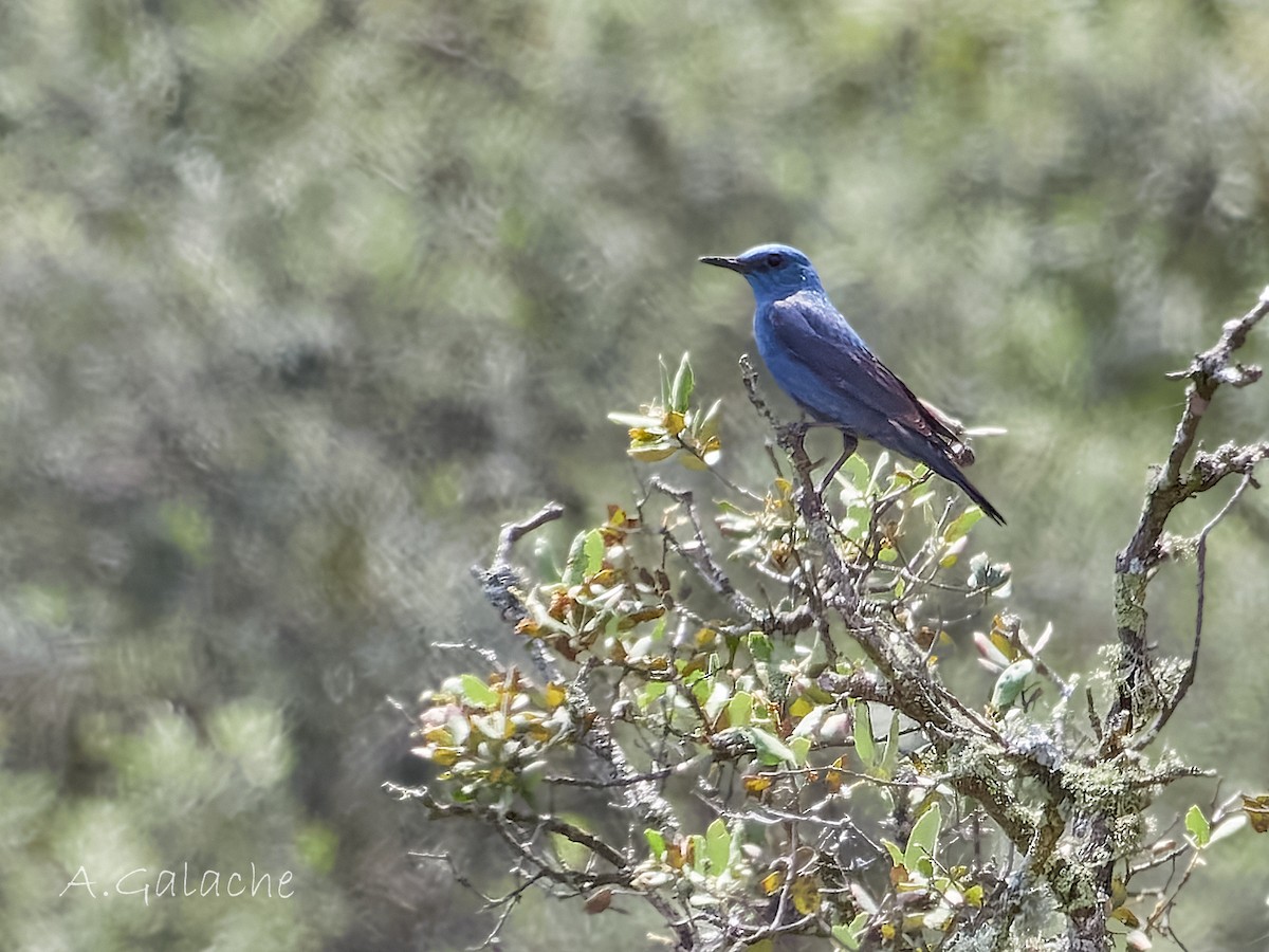 Blue Rock-Thrush - ML619434985