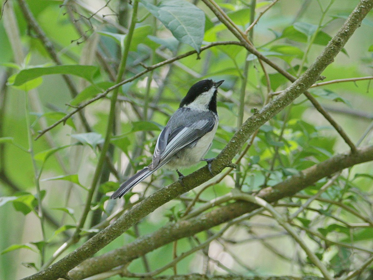 Black-capped Chickadee - Mike Lee