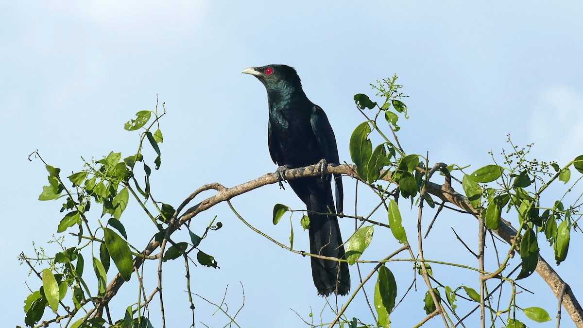 Asian Koel - Mark Hancock