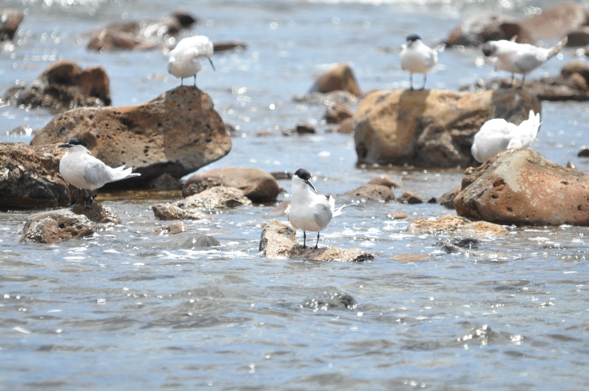 Sandwich Tern - Samuel Hilaire