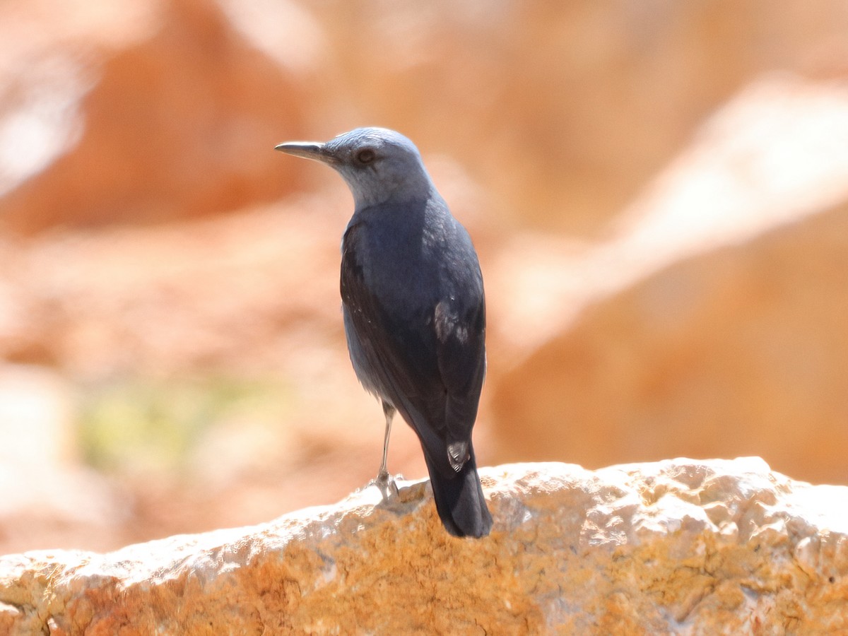 Blue Rock-Thrush - Andrew Pryce