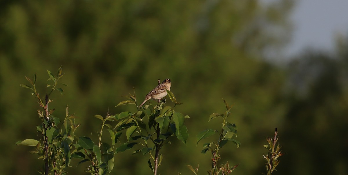 Grasshopper Sparrow - Stefan Mutchnick