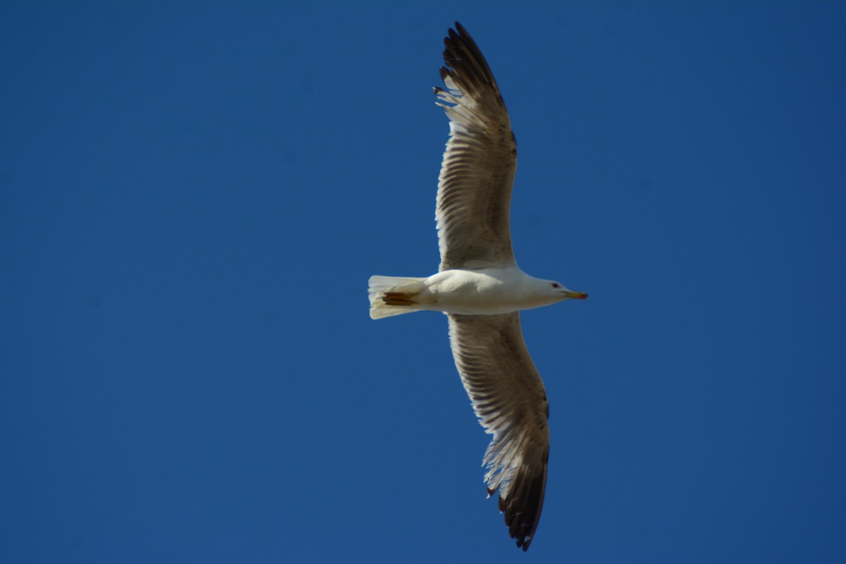 Yellow-legged Gull - José Juan Ramon