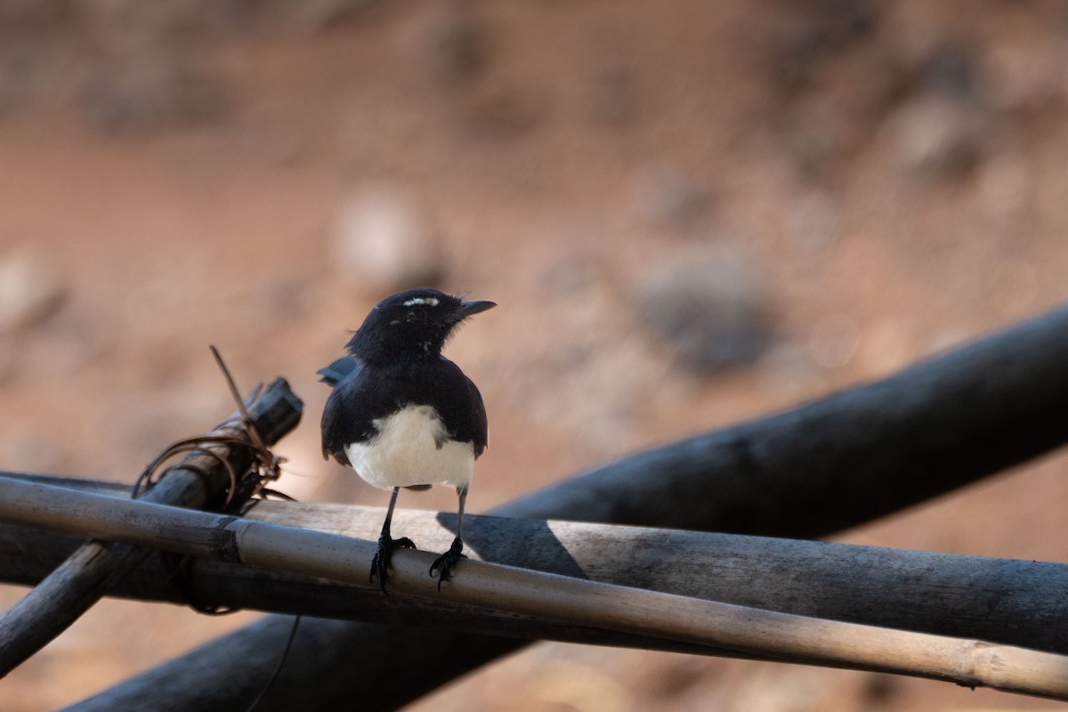 Willie-wagtail - Kini Roesler