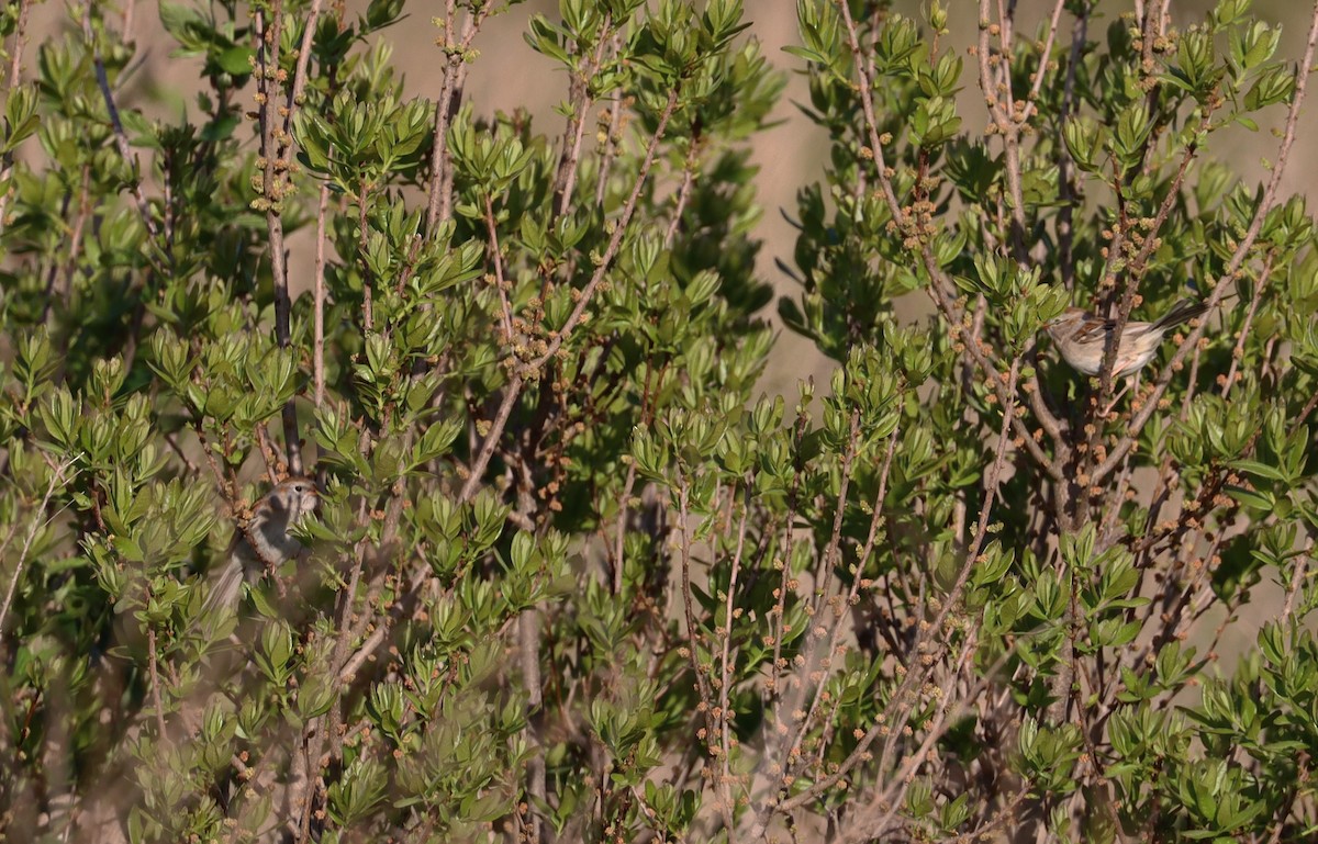 Field Sparrow - Stefan Mutchnick