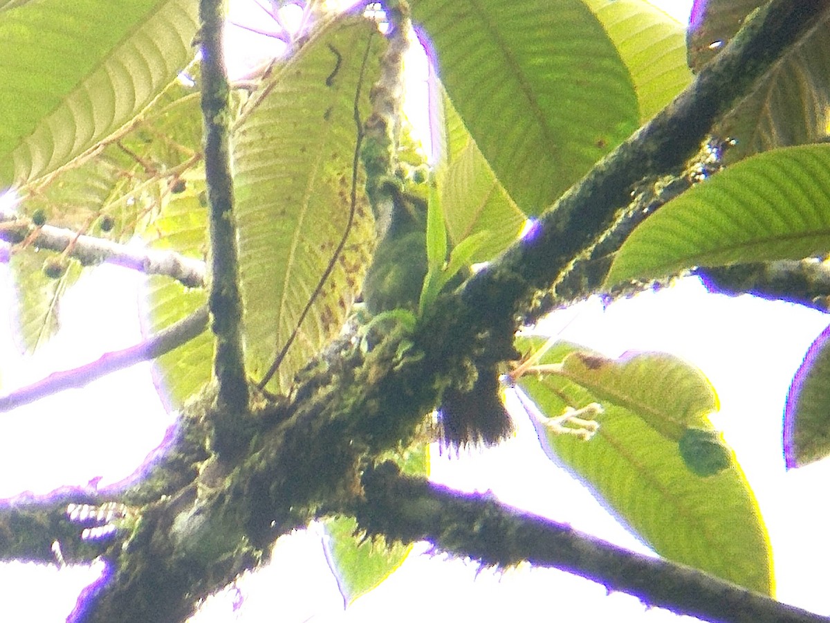 Orange-bellied Leafbird - ML619435014