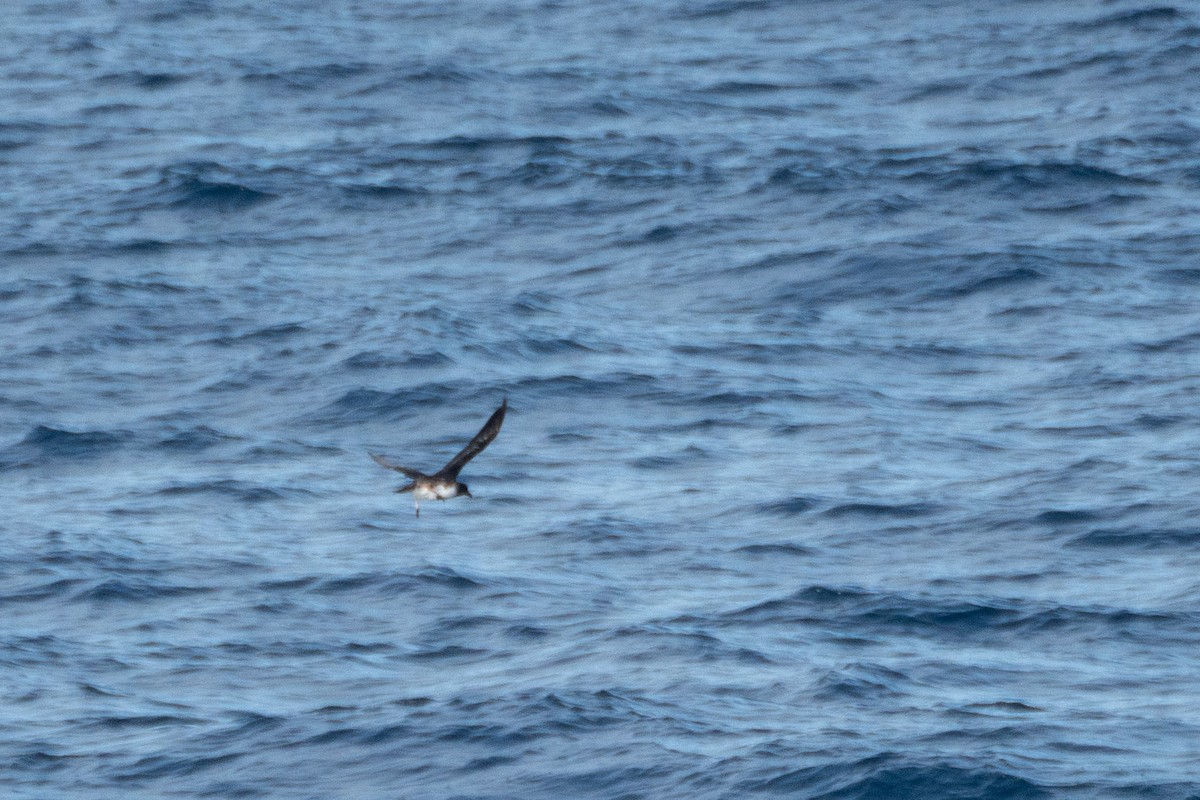 Tahiti Petrel - ML619435018