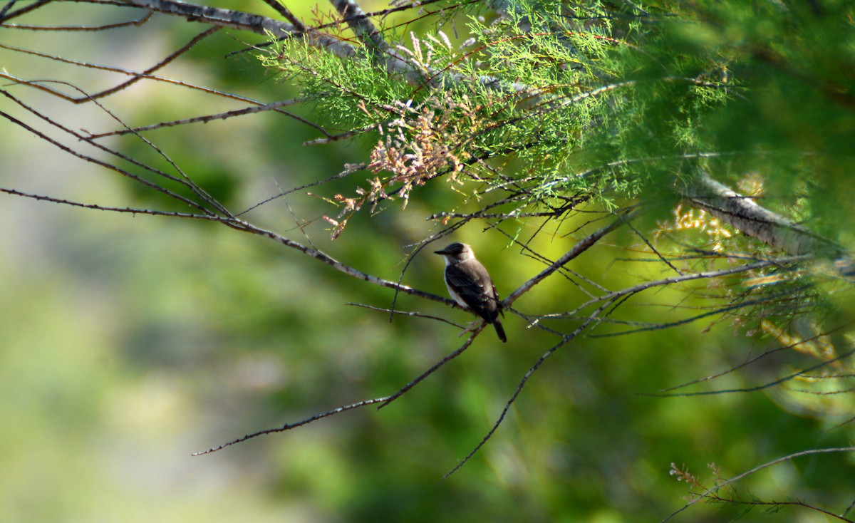 Spotted Flycatcher - José Juan Ramon