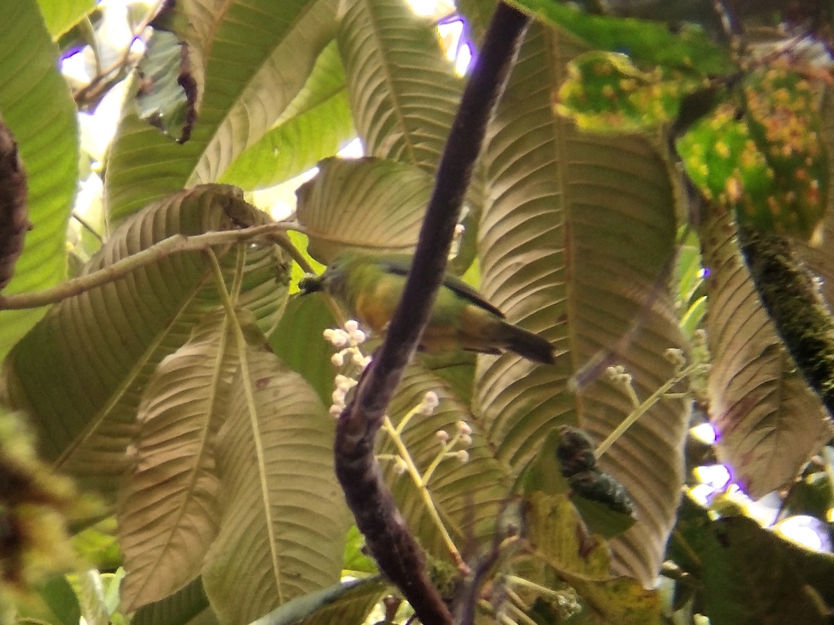 Orange-bellied Leafbird - ML619435024